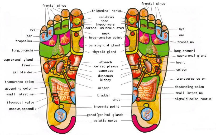 reflexology footmap